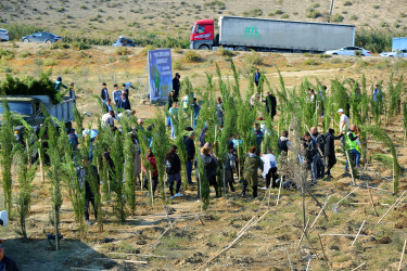 Binəqədi rayonunda “Yaşıl dünya naminə həmrəylik ili” çərçivəsində ağacəkmə aksiyaları davam edir