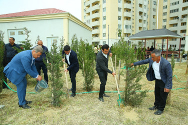 Xocəsən qəsəbəsində ağacəkmə aksiyası keçirildi