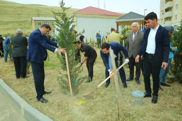 Xocəsən qəsəbəsində ağacəkmə aksiyası keçirildi