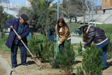 Binəqədidə “Şəhərsalma və Memarlıq İli” ili çərçivəsində ağacəkmə aksiyası keçirildi