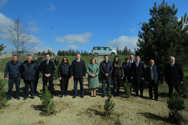 Binəqədidə “Şəhərsalma və Memarlıq İli” ili çərçivəsində ağacəkmə aksiyası keçirildi