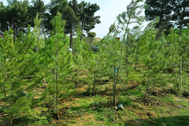 Biləcəri qəsəbəsinin 10 May küçəsində “Şəhərsalma və Memarlıq İli” çərçivəsində genişmiqyaslı ağacəkmə aksiyası keçirildi