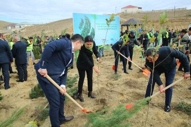 Binəqədi rayonunda Zəfər Günün beşinci ildönümü münasibətilə ağacəkmə aksiyası keçirildi