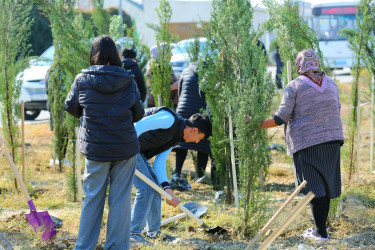 Binəqədi rayonunda “Yaşıl dünya naminə həmrəylik ili” çərçivəsində ağacəkmə aksiyaları davam edir