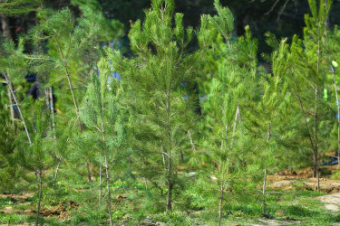 Biləcəri qəsəbəsinin 10 May küçəsində “Şəhərsalma və Memarlıq İli” çərçivəsində genişmiqyaslı ağacəkmə aksiyası keçirildi