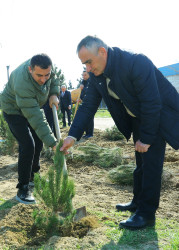 Binəqədidə “Şəhərsalma və Memarlıq İli” ili çərçivəsində ağacəkmə aksiyası keçirildi