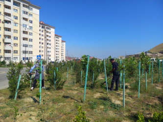 Rayonunun Xocəsən qəsəbəsində şəhid ailələri və müharibə əlillərinin yaşadığı kompleksin yaxınlığında abadlıq işləri həyata keçirildi