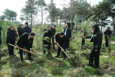 Biləcəri qəsəbəsinin 10 May küçəsində “Şəhərsalma və Memarlıq İli” çərçivəsində genişmiqyaslı ağacəkmə aksiyası keçirildi