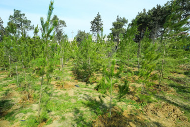 Biləcəri qəsəbəsinin 10 May küçəsində “Şəhərsalma və Memarlıq İli” çərçivəsində genişmiqyaslı ağacəkmə aksiyası keçirildi