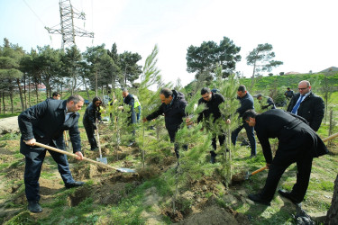 Biləcəri qəsəbəsinin 10 May küçəsində “Şəhərsalma və Memarlıq İli” çərçivəsində genişmiqyaslı ağacəkmə aksiyası keçirildi