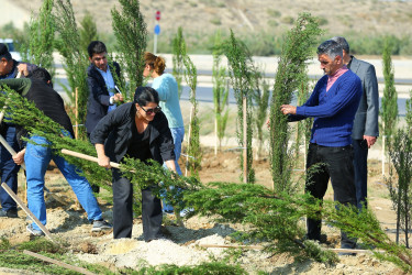 Binəqədi rayonunda “Yaşıl dünya naminə həmrəylik ili” çərçivəsində ağacəkmə aksiyaları davam edir