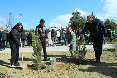 Binəqədidə “Şəhərsalma və Memarlıq İli” ili çərçivəsində ağacəkmə aksiyası keçirildi
