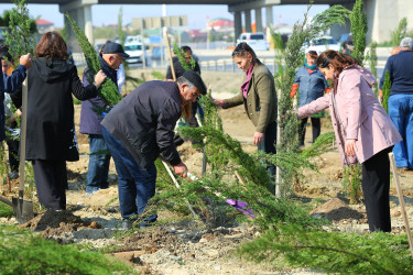 Binəqədi rayonunda “Yaşıl dünya naminə həmrəylik ili” çərçivəsində ağacəkmə aksiyaları davam edir