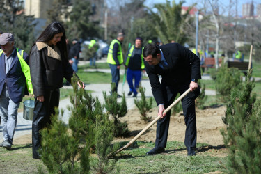 Binəqədidə “Şəhərsalma və Memarlıq İli” ili çərçivəsində ağacəkmə aksiyası keçirildi