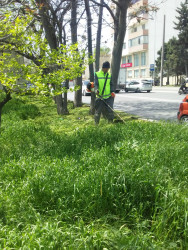 17 may 2025-ci il tarixində növbəti ümumrayon iməciliyi keçirildi