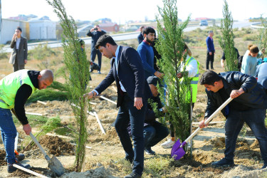 Binəqədi rayonunda “Yaşıl dünya naminə həmrəylik ili” çərçivəsində ağacəkmə aksiyaları davam edir