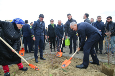 Binəqədi rayonunda Zəfər Günün beşinci ildönümü münasibətilə ağacəkmə aksiyası keçirildi