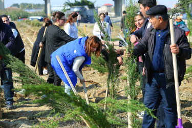 Binəqədi rayonunda “Yaşıl dünya naminə həmrəylik ili” çərçivəsində ağacəkmə aksiyaları davam edir