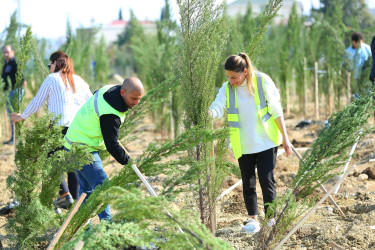 Binəqədi rayonunda “Yaşıl dünya naminə həmrəylik ili” çərçivəsində ağacəkmə aksiyaları davam edir