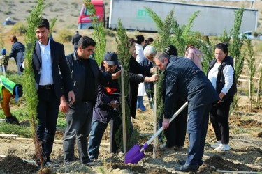 Binəqədi rayonunda “Yaşıl dünya naminə həmrəylik ili” çərçivəsində ağacəkmə aksiyaları davam edir