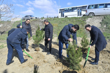 Binəqədidə “Şəhərsalma və Memarlıq İli” ili çərçivəsində ağacəkmə aksiyası keçirildi