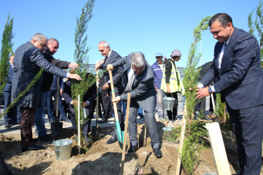 Biləcəri qəsəbəsində növbəti ağacəkmə aksiyası keçirildi