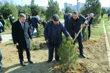 Binəqədidə “Şəhərsalma və Memarlıq İli” ili çərçivəsində ağacəkmə aksiyası keçirildi
