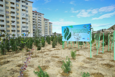 Binəqədi rayonunda Zəfər Günün beşinci ildönümü münasibətilə ağacəkmə aksiyası keçirildi