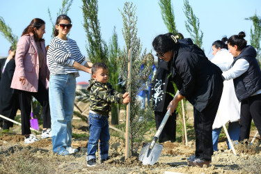 Binəqədi rayonunda “Yaşıl dünya naminə həmrəylik ili” çərçivəsində ağacəkmə aksiyaları davam edir