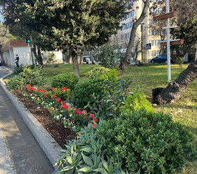 Binəqədi rayonu ərazisində abadlıq və təmizlik işləri mütəmadi davam etdirilir