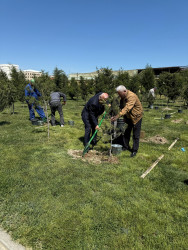 Binəqədi rayonunda "Dərnəgül" metrosunun yaxınlığındakı ərazidə “Konstitusiya və Suverenlik İli” çərçivəsində ümummilli lider Heydər Əliyevin anadan olmasının 102-ci ildönümü münasibətilə ağacəkmə aksiyası keçirildi