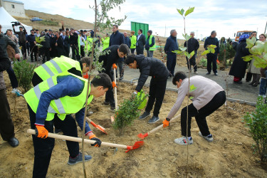 Binəqədi rayonunda Zəfər Günün beşinci ildönümü münasibətilə ağacəkmə aksiyası keçirildi
