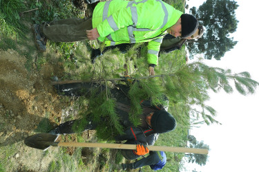Biləcəri qəsəbəsinin 10 May küçəsində “Şəhərsalma və Memarlıq İli” çərçivəsində genişmiqyaslı ağacəkmə aksiyası keçirildi
