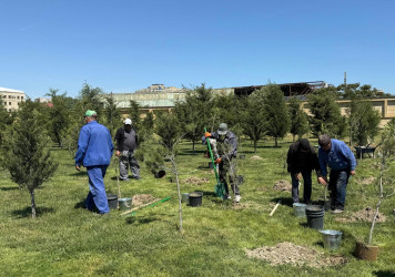 Binəqədi rayonunda "Dərnəgül" metrosunun yaxınlığındakı ərazidə “Konstitusiya və Suverenlik İli” çərçivəsində ümummilli lider Heydər Əliyevin anadan olmasının 102-ci ildönümü münasibətilə ağacəkmə aksiyası keçirildi