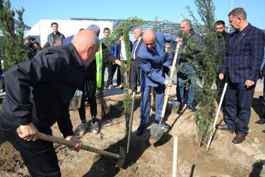 Biləcəri qəsəbəsində növbəti ağacəkmə aksiyası keçirildi