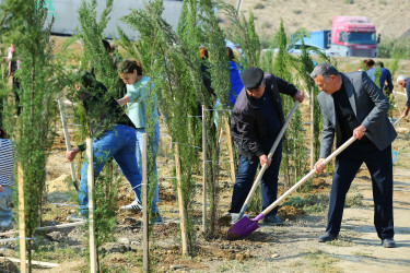 Binəqədi rayonunda “Yaşıl dünya naminə həmrəylik ili” çərçivəsində ağacəkmə aksiyaları davam edir