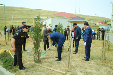 Xocəsən qəsəbəsində ağacəkmə aksiyası keçirildi