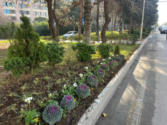 Binəqədi rayonu ərazisində abadlıq və təmizlik işləri mütəmadi davam etdirilir