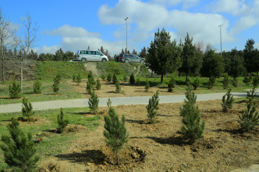 Binəqədidə “Şəhərsalma və Memarlıq İli” ili çərçivəsində ağacəkmə aksiyası keçirildi