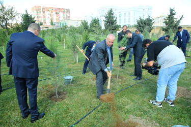 Binəqədi rayonunda "27 Sentyabr -Anım Günü” ərəfəsində ağacəkmə aksiyası keçirildi