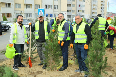 Binəqədi rayonunda Zəfər Günün beşinci ildönümü münasibətilə ağacəkmə aksiyası keçirildi