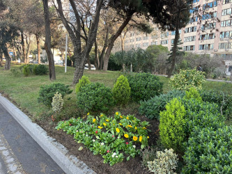 Binəqədi rayonu ərazisində abadlıq və təmizlik işləri mütəmadi davam etdirilir