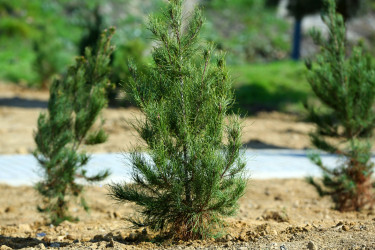 Binəqədidə “Şəhərsalma və Memarlıq İli” ili çərçivəsində ağacəkmə aksiyası keçirildi