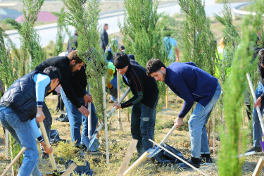 Binəqədi rayonunda “Yaşıl dünya naminə həmrəylik ili” çərçivəsində ağacəkmə aksiyaları davam edir