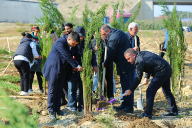 Binəqədi rayonunda “Yaşıl dünya naminə həmrəylik ili” çərçivəsində ağacəkmə aksiyaları davam edir