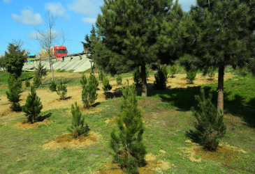 Binəqədidə “Şəhərsalma və Memarlıq İli” ili çərçivəsində ağacəkmə aksiyası keçirildi