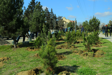 Binəqədidə “Şəhərsalma və Memarlıq İli” ili çərçivəsində ağacəkmə aksiyası keçirildi