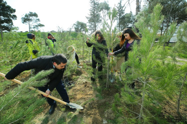 Biləcəri qəsəbəsinin 10 May küçəsində “Şəhərsalma və Memarlıq İli” çərçivəsində genişmiqyaslı ağacəkmə aksiyası keçirildi