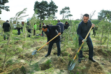 Biləcəri qəsəbəsinin 10 May küçəsində “Şəhərsalma və Memarlıq İli” çərçivəsində genişmiqyaslı ağacəkmə aksiyası keçirildi
