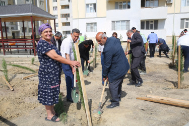 Xocəsən qəsəbəsi, Cökəli küçəsində şəhid və qazi ailələri üçün nəzərdə tutulmuş yaşayış kompleksinin ərazisində ağacəkmə aksiyası 26.09.2024